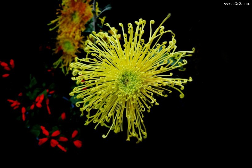 秋日热烈绽放的菊花图片大全