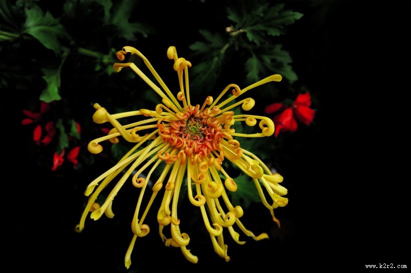 秋日热烈绽放的菊花图片大全