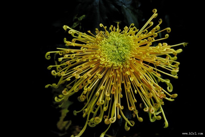 秋日热烈绽放的菊花图片大全