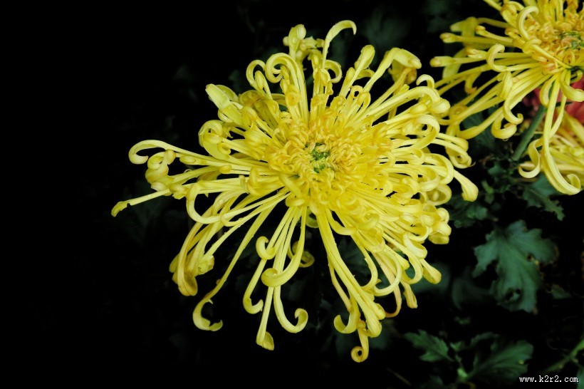 秋日热烈绽放的菊花图片大全