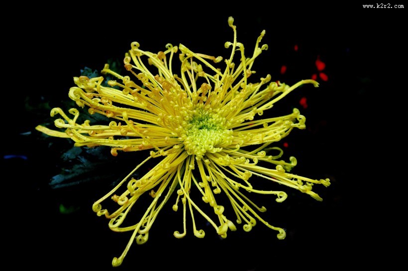 秋日热烈绽放的菊花图片大全