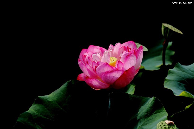 粉嫩荷花图片大全