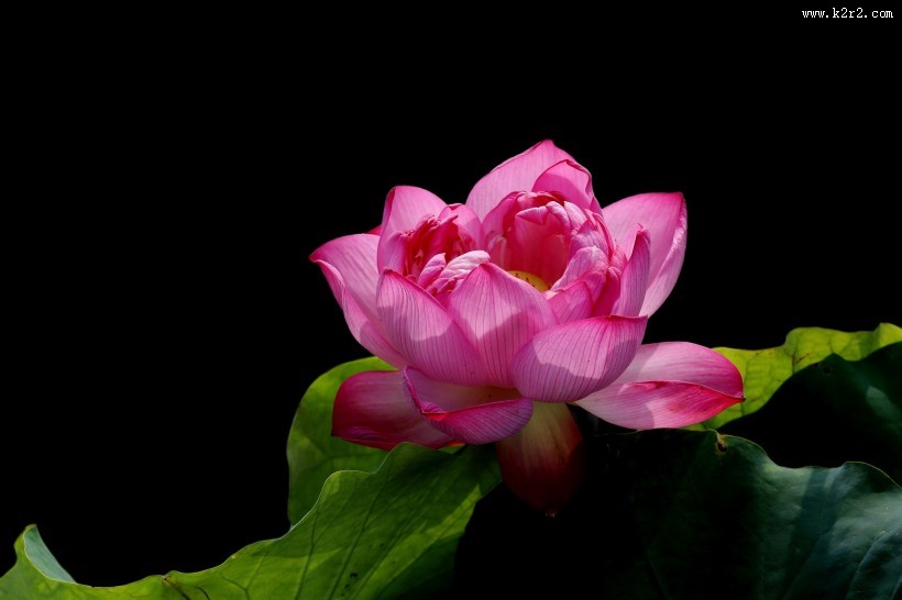 粉嫩荷花图片大全