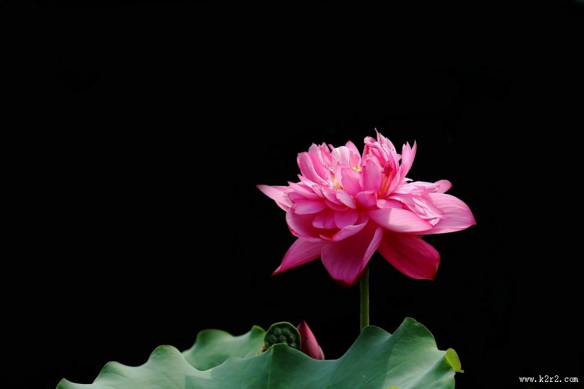 粉嫩荷花图片大全