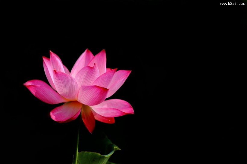 粉嫩荷花图片大全