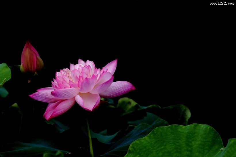 粉嫩荷花图片大全