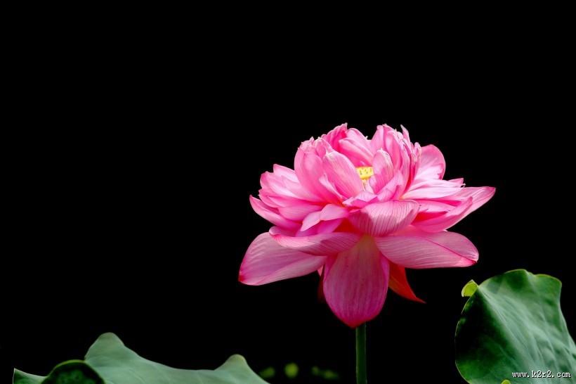 粉嫩荷花图片大全