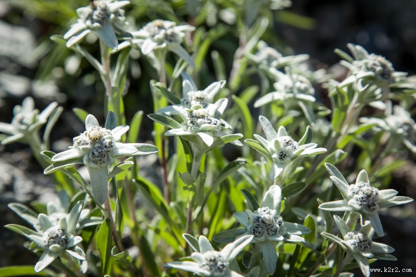 神圣的薄雪火绒草图片