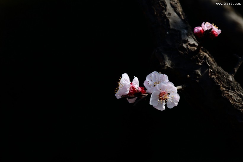 白色和粉色樱花图片