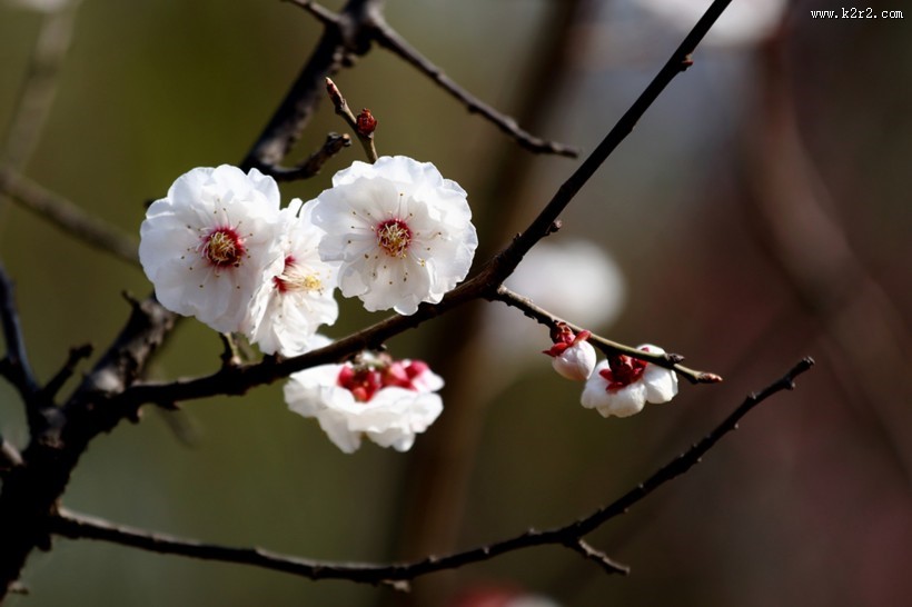 白色和粉色樱花图片