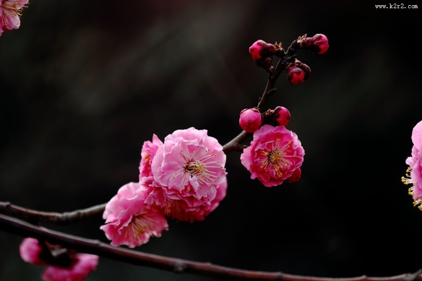 白色和粉色樱花图片