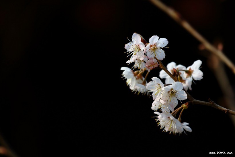 白色和粉色樱花图片