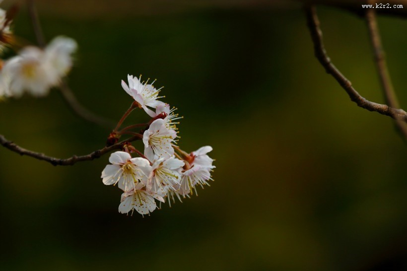 白色和粉色樱花图片