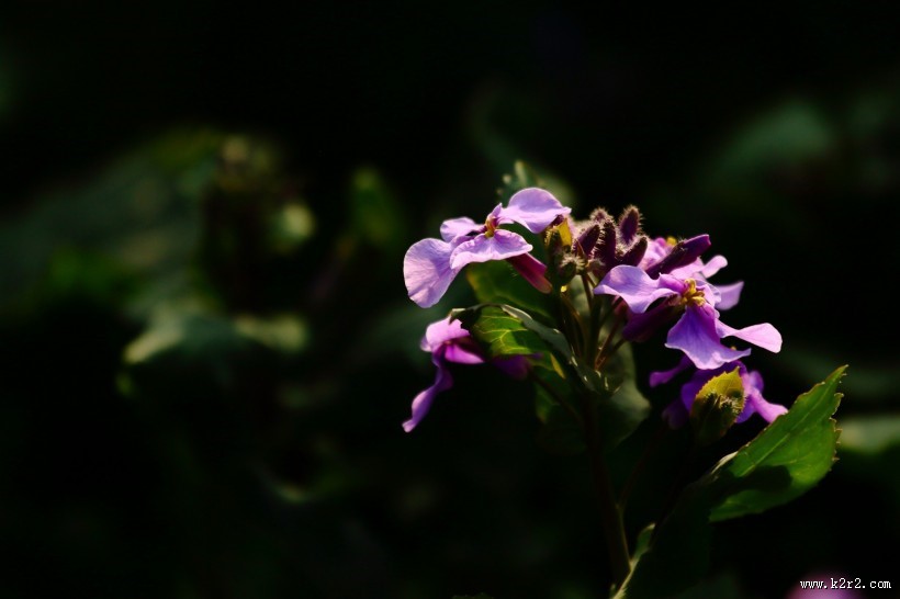 紫色诸葛菜图片