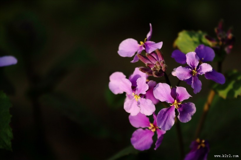紫色诸葛菜图片