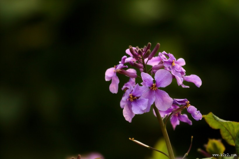 紫色诸葛菜图片