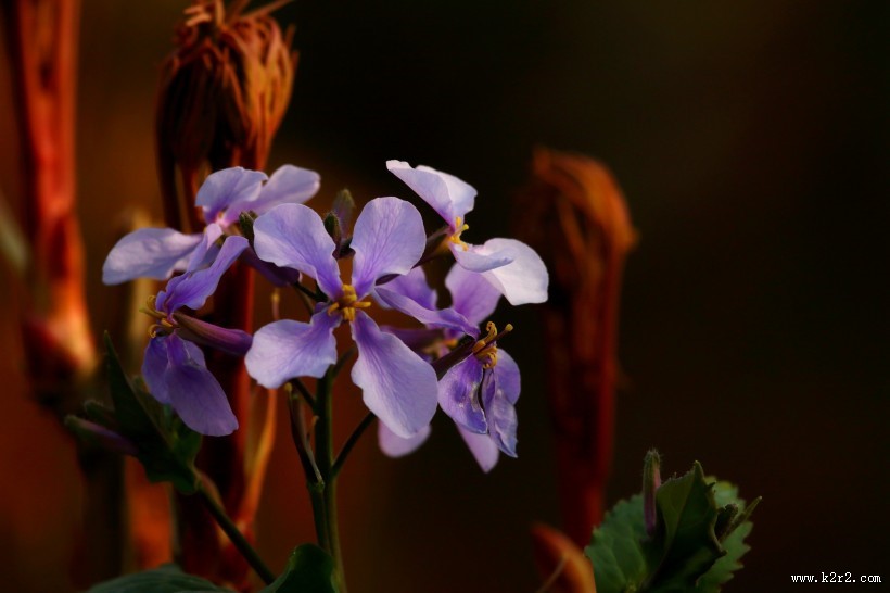 紫色诸葛菜图片