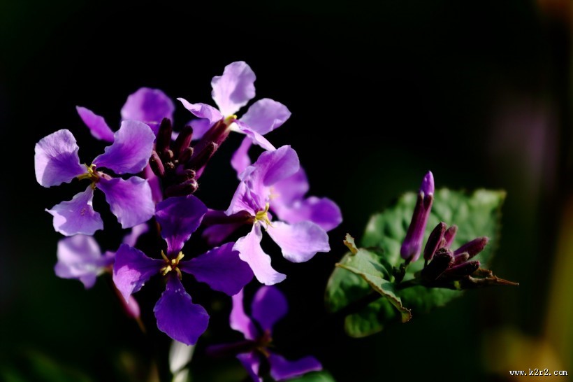 紫色诸葛菜图片