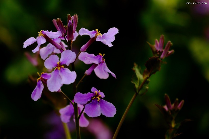 紫色诸葛菜图片