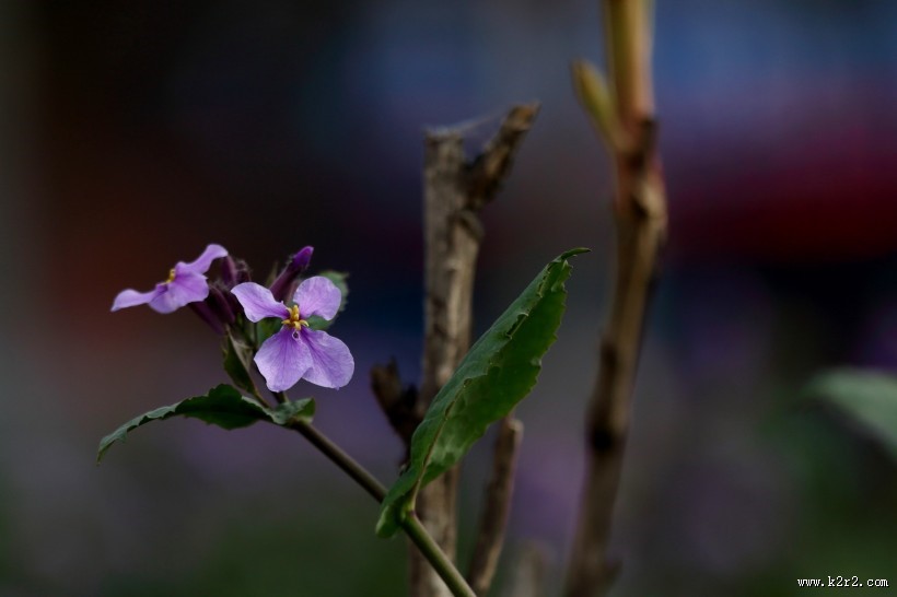 紫色诸葛菜图片
