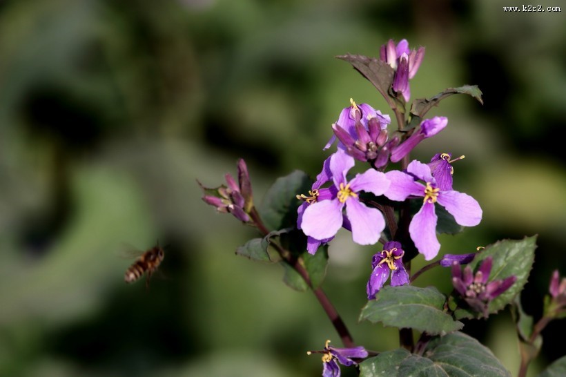 紫色诸葛菜图片