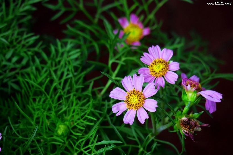 淡紫色波斯菊图片