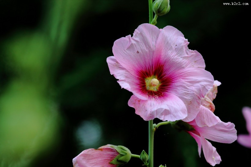 各种颜色的蜀葵花图片