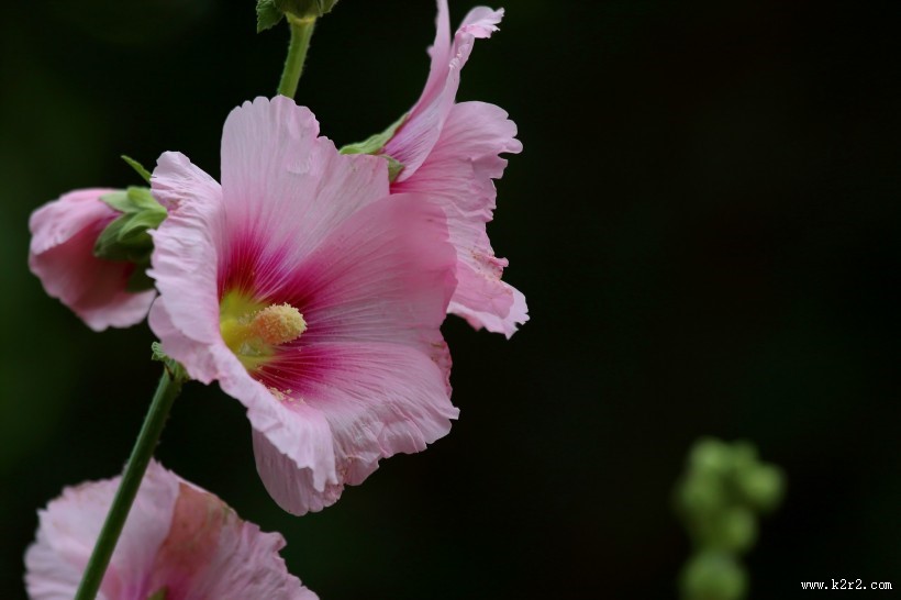 各种颜色的蜀葵花图片