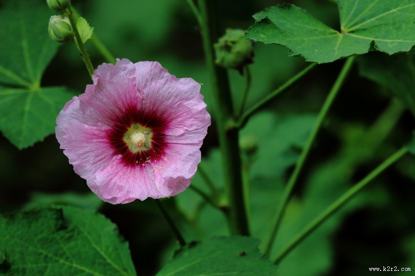 各种颜色的蜀葵花图片