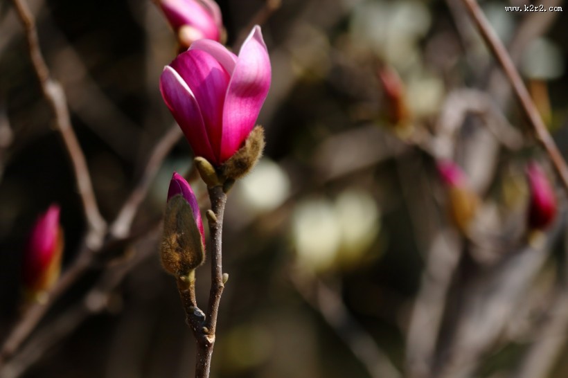 清新淡雅玉兰花图片
