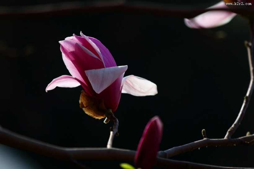 清新淡雅玉兰花图片