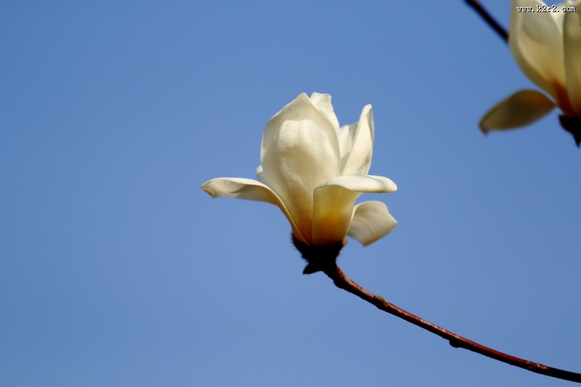 清新淡雅玉兰花图片