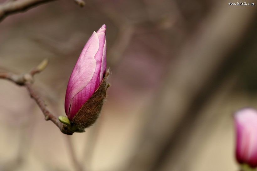 清新淡雅玉兰花图片