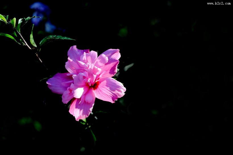 淡紫色木槿花图片大全