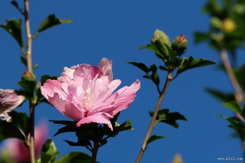 淡紫色木槿花图片大全