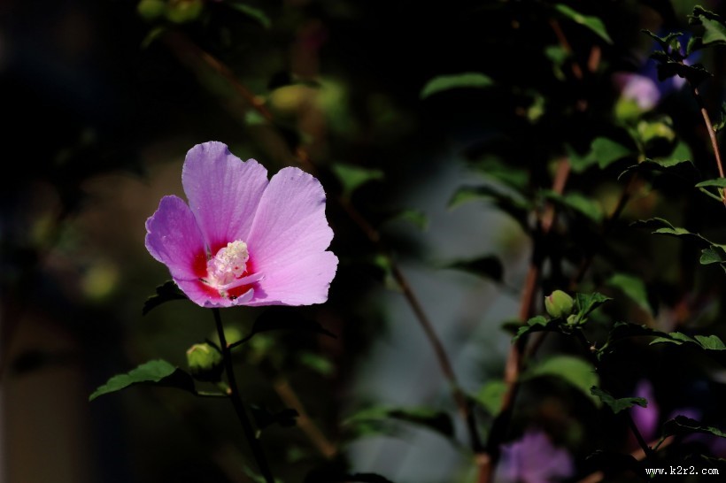 淡紫色木槿花图片大全