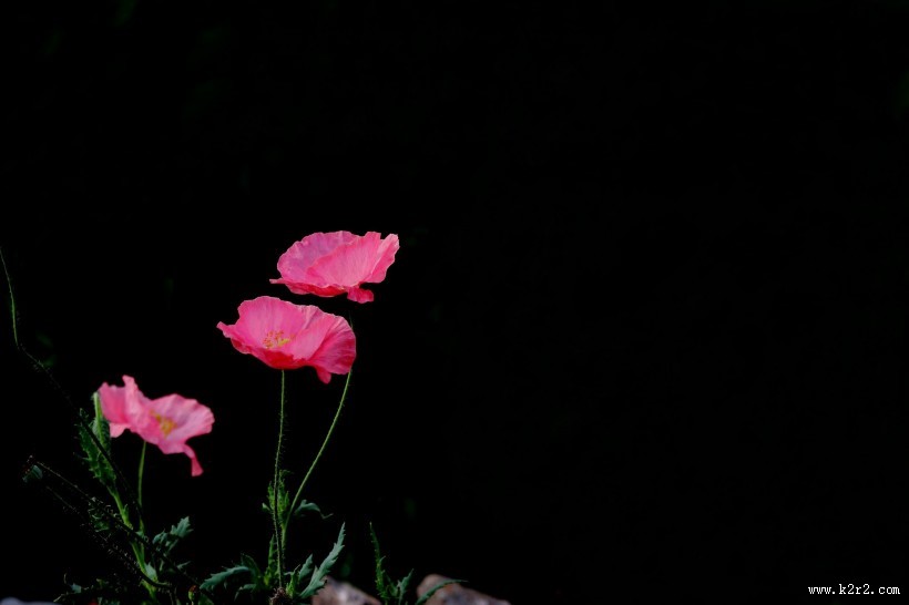 娇艳虞美人图片大全