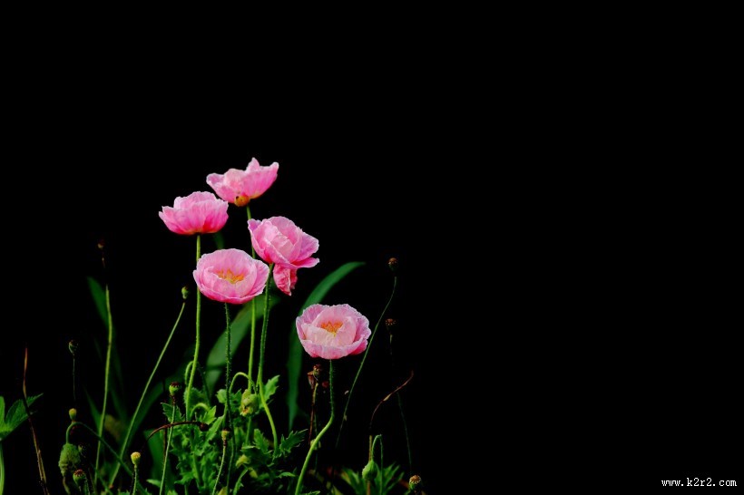 娇艳虞美人图片大全