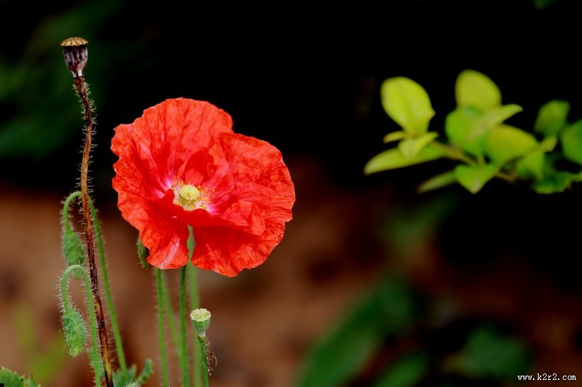 娇艳虞美人图片大全