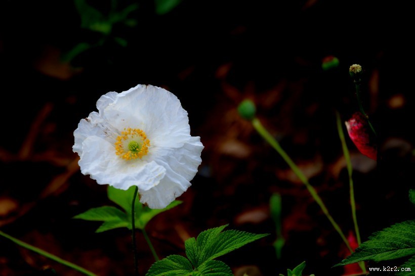 娇艳虞美人图片大全