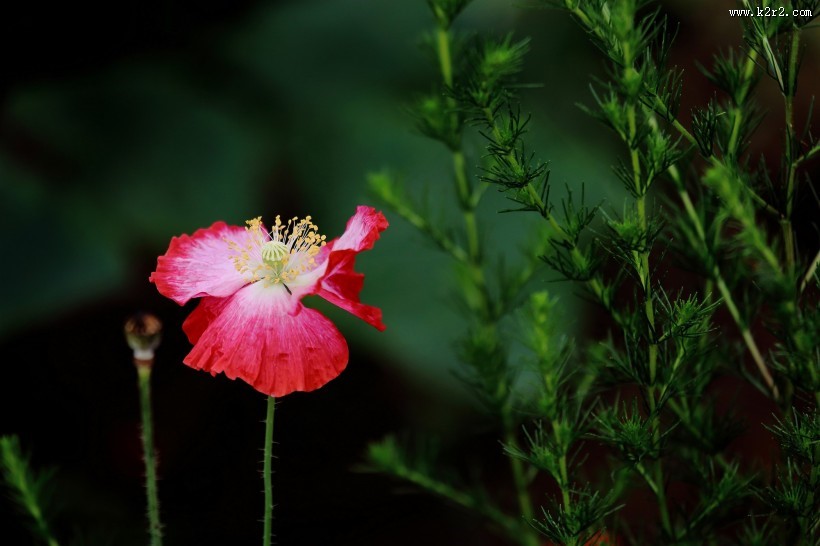 娇艳虞美人图片大全