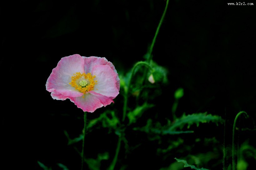 娇艳虞美人图片大全