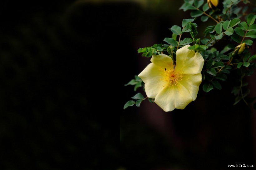 黄刺玫图片大全