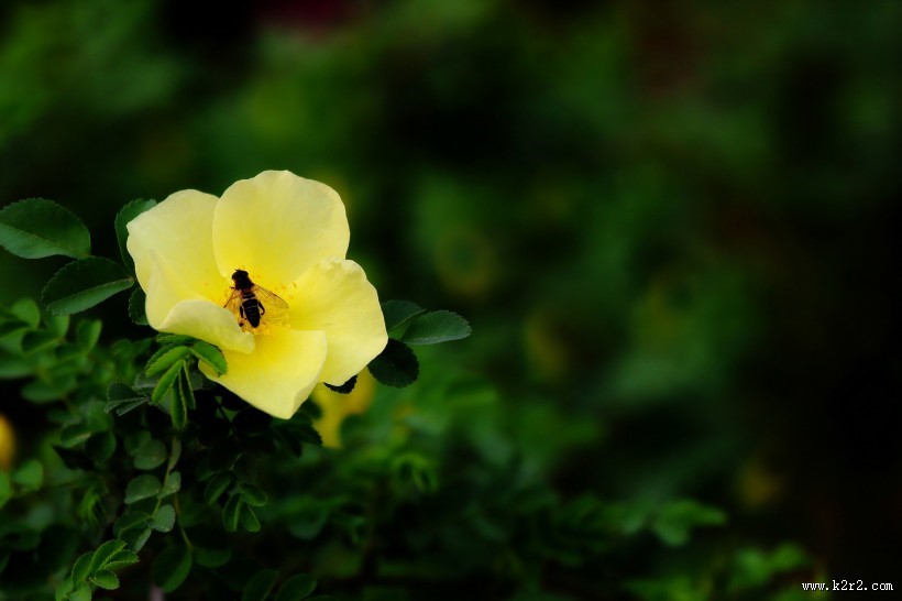 黄刺玫图片大全