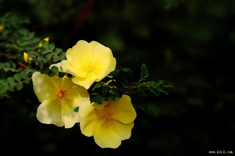 黄刺玫图片大全