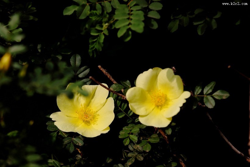 黄刺玫图片大全
