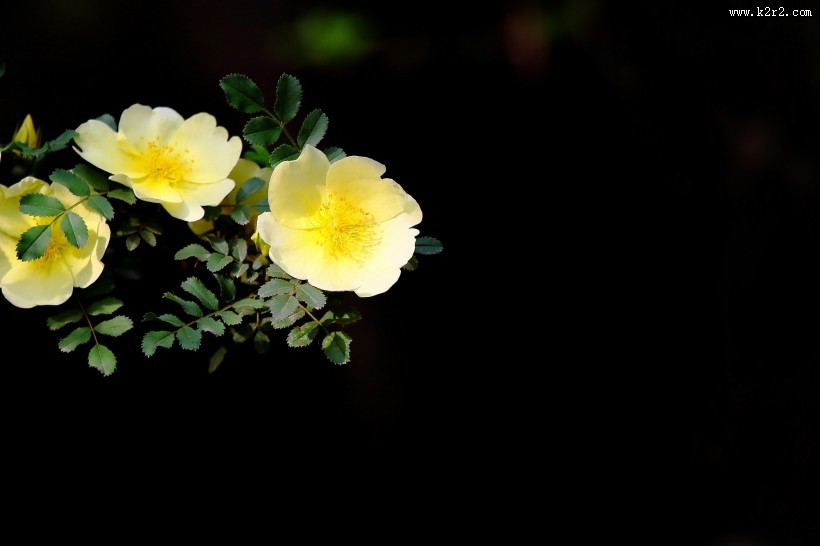 黄刺玫图片大全