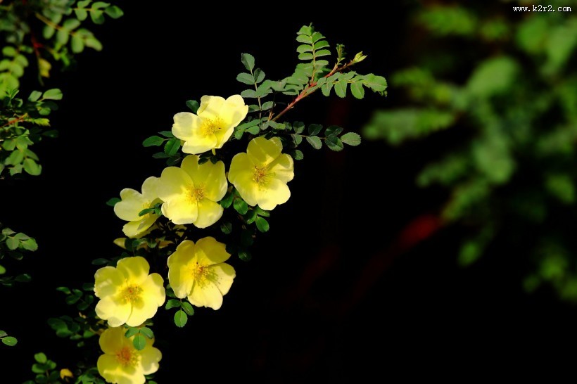 黄刺玫图片大全