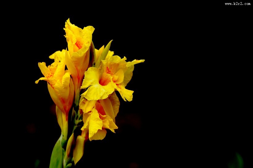 美人蕉图片大全