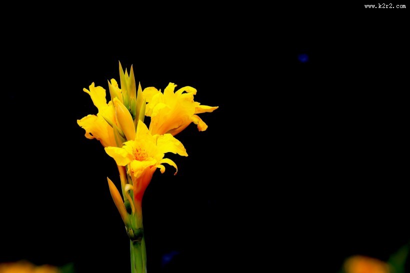 美人蕉图片大全